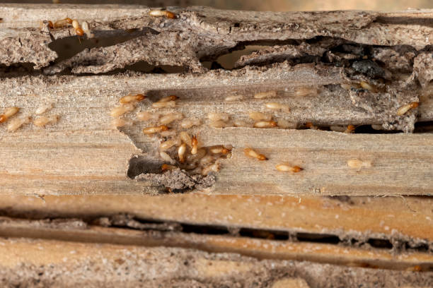 Best Pest Removal Services  in Greenwood Lake, NY